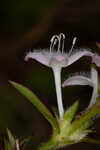 Harper's buttonweed